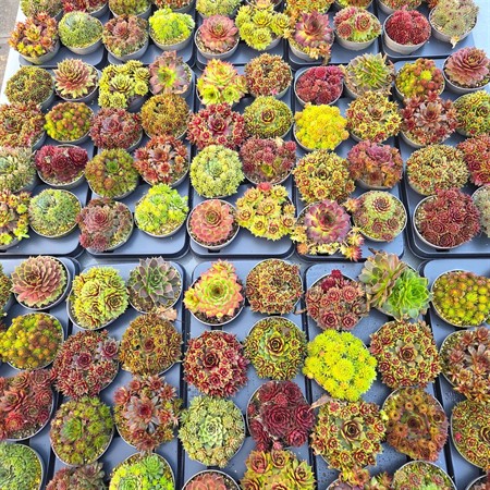 Sempervivum Toetie Froeties ® s mixed per tray Ø13 H=12