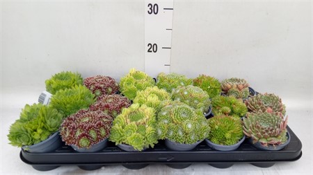 Sempervivum mix mixed in tray Ø9 H=10