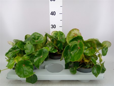 Begonia BD conch. 'Rouge Variegata' * Ø13 H=30