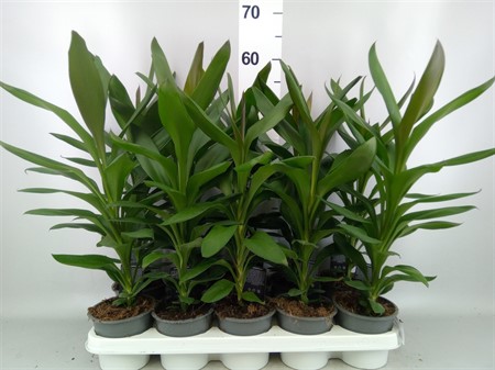 Cordyline 'Glauca' Ø12 H=55