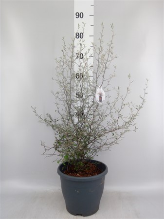 Corokia cotoneaster CLOCKBUY Ø23 H=70