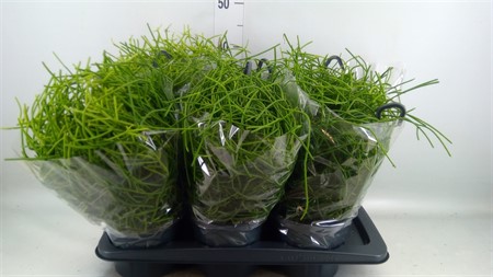Rhipsalis heteroclada hanging pot Ø17 H=31