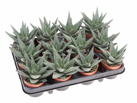 Gasterhaworthia 'Royal Highness' . Ø508 H=12
