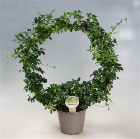CISSUS STRIATA BÅGE 14 CM Ø14