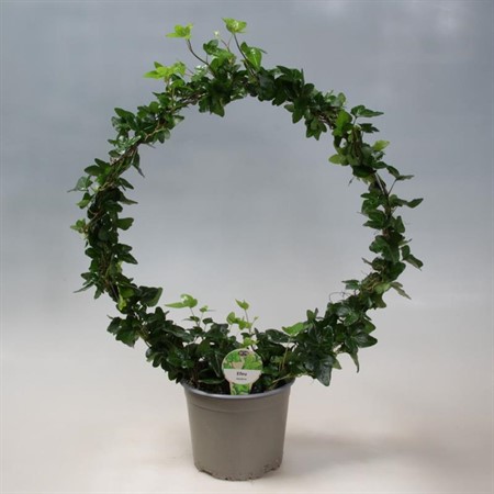 HEDERA 17Ø BÅGE Ø17