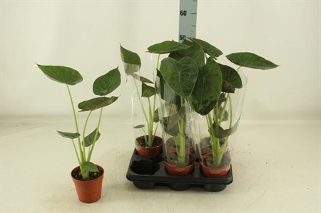 Alocasia Wentii KLIPP Ø12 H=45