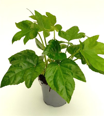 Grönväxt Fatsia japonica svenskodlad