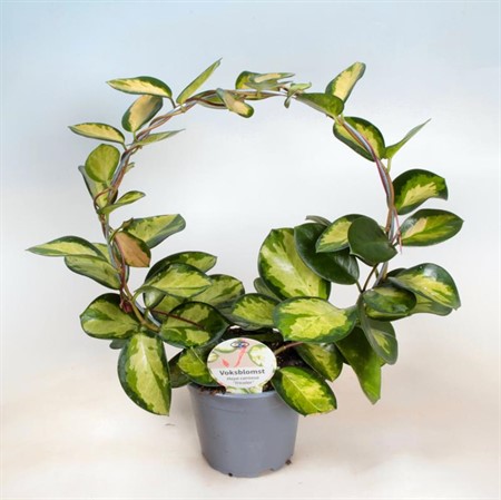 HOYA CARNOSA TRICOLOR BÅGE 12Ø Ø12