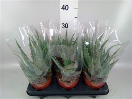 Aloe arborescens Ø12 H=30