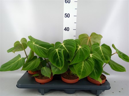 Philodendron gloriosum KLIPP Ø12 H=25