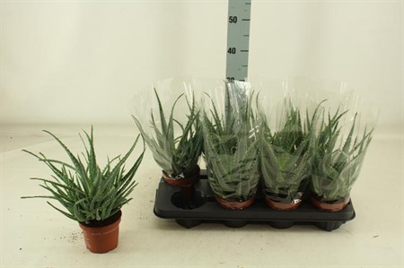 Aloe arborescens Ø12 H=33