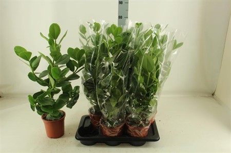 Clusia rosea Princess extra höga Ø17 H=80