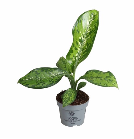 DIEFFENBACHIA Crocodile Ø12