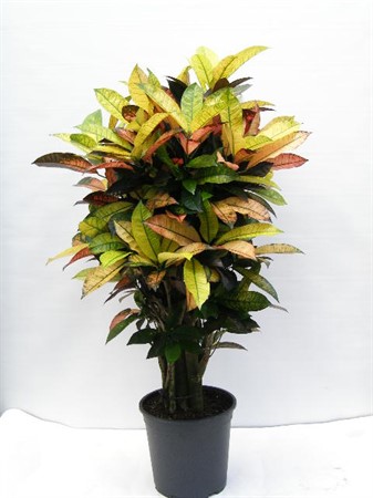 CODIAEUM VAR. 'MRS.ICETON' Ø27