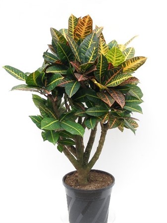 CODIAEUM VAR. 'PETRA' Ø27