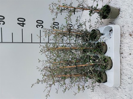 COROKIA COTONEASTER 6Ø Ø6