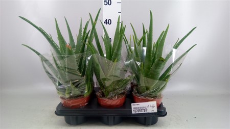 Aloe vera Ø12 H=45