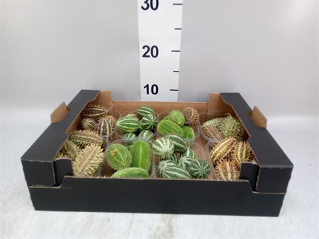 Cucumis 'mix i asken Ø20 H=10