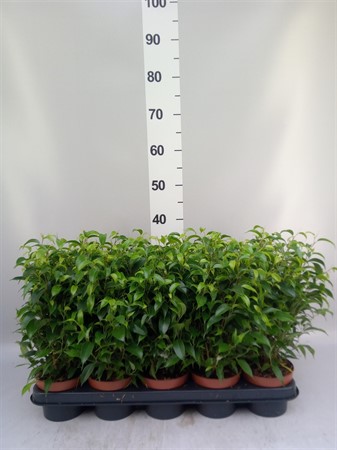 Ficus benja. 'Natasja' * Ø12 H=35