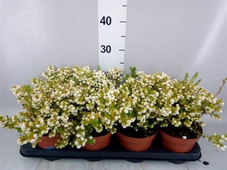 Pernettya.white berry . Ø14 H=25