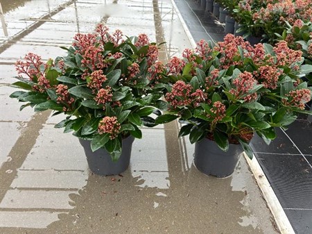 Skimmia jap. Rubella Ø19 H=40 STAD 2-3