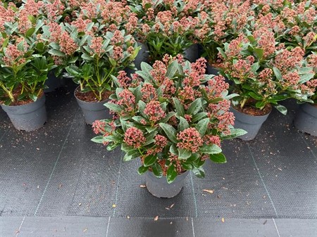 Skimmia jap. Rubella Ø17 H=40 STAD 2-3