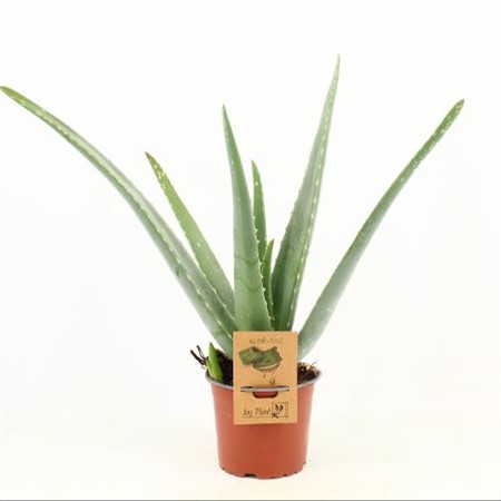 Aloe Vera Ø12 H=40