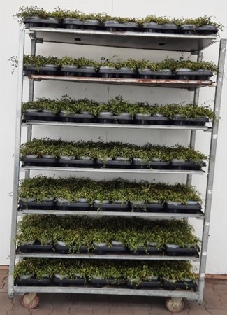 MUEHLENBECKIA 12Ø Ø12