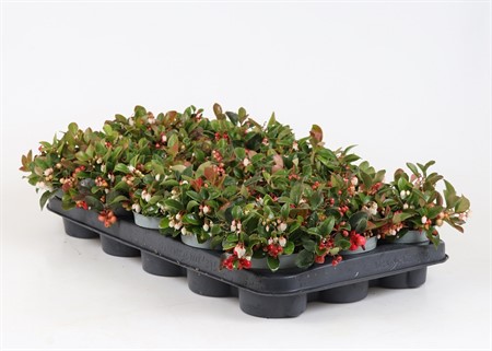 GAULTHERIA PROCUMBENS 10Ø Ø10