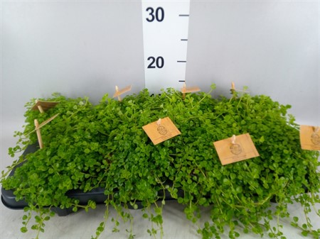 Pilea depressa . Ø510 H=15