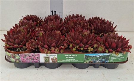 Sempervivum ... 'Paris Orange/Red' Ø9 H=13