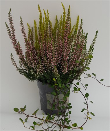 Heide Mix in pot Ø10.5 H=20 POT ANTRAC
