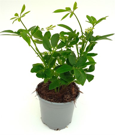Grönväxt Schefflera arboricola svenskodlad