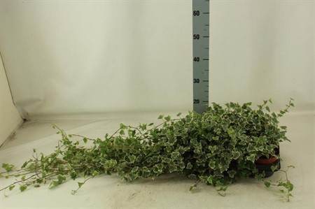 Hedera helix White Wonder Ø13 H=40