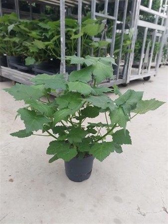 Sparmannia africana Ø17 H=50