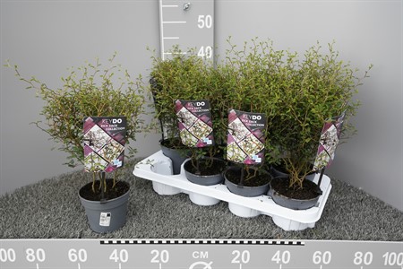 SOPHORA LITTLE BABY 13Ø Ø13