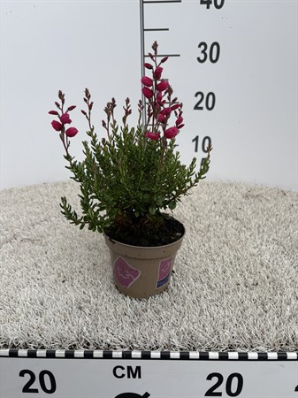 DABOECIA RÖD 11Ø Ø11
