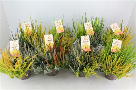 CALLUNA GG. 12Ø TRIO SUNSET Ø12