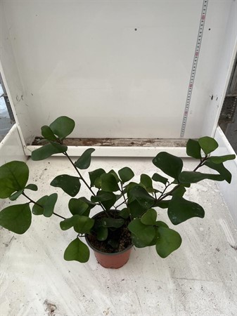 FICUS TRIANGULARIS 12Ø Ø12