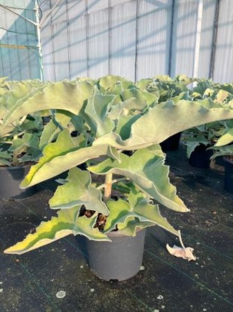 Kalanchoe beharensis BAMSE Ø31 H=90