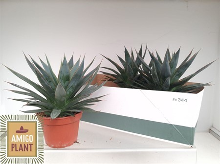 Agave 'Shaka Zulu' SUPER Ø15 H=25