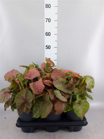 Syngonium 'Red Heart' Ø14 H=30