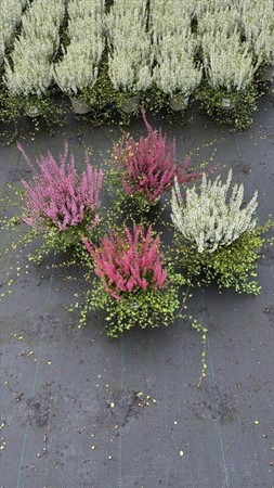 CALLUNA/MUEHLENBECKIA 12Ø Ø12
