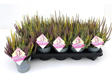 CALLUNA RED 6Ø Ø6