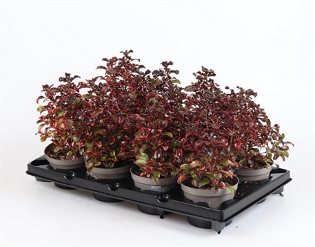COPROSMA RED RUBY 12Ø Ø12