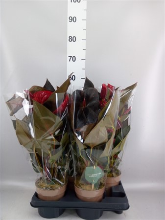 Anthurium andr. 'Delicata' 4+ Dark Red GTC Ø14 H=50