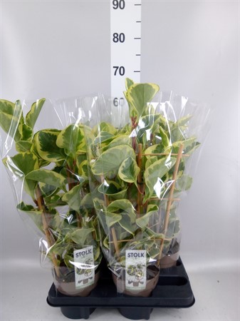 Peperomia obt. 'Obtipan Bicolor' on espalier Ø14 H=55