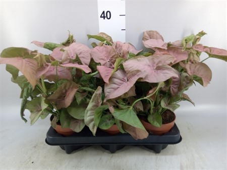 Syngonium podop. 'Neon' Ø12 H=25