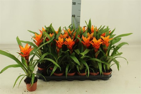 Guzmania Variada orange KLIPP Ø9 H=40
