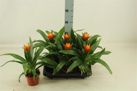 Guzmania Yeltix KLIPP Ø12 H=33